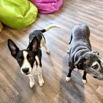 Thumbnail photo of Bronco Beanie Baby with the good ears #3