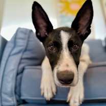 Thumbnail photo of Bronco Beanie Baby with the good ears #4