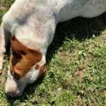 Thumbnail photo of Petunia #3