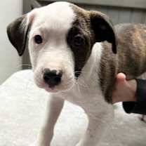 Thumbnail photo of Bowser #2