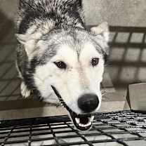 Thumbnail photo of Mouse  FNA Stormy #2