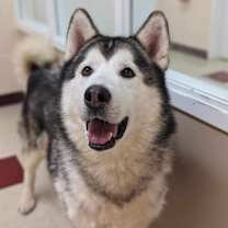 Thumbnail photo of Rocky #2