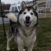 Thumbnail photo of Rocky #3