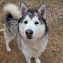 Thumbnail photo of Rocky #4