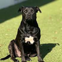 Thumbnail photo of Sailor AKA Ebony 8173 #1