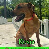 Thumbnail photo of Rosie #2