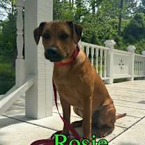 Thumbnail photo of Rosie #3