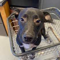 Thumbnail photo of Dillon #1