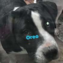 adopt-pet