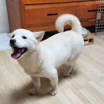 Thumbnail photo of Dabin (HDS) #1