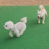 Thumbnail photo of Dabin (HDS) #3