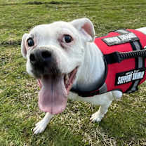 Thumbnail photo of Sadie #2