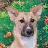 Thumbnail photo of Sorme (Mid-East) sm #1