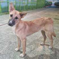 Thumbnail photo of Sorme (Mid-East) sm #4