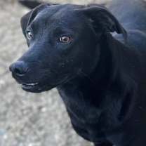 Thumbnail photo of Black Sox Morgan #1