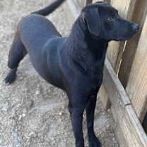 Thumbnail photo of Black Sox Morgan #2