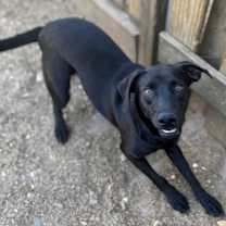 Thumbnail photo of Black Sox Morgan #3