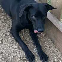 Thumbnail photo of Black Sox Morgan #4