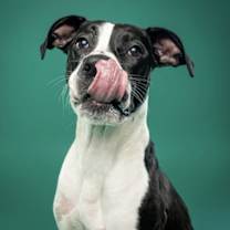 Thumbnail photo of Tristan #1