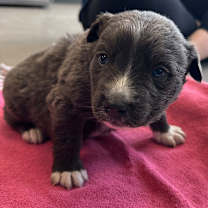 Thumbnail photo of Taco Bell #2