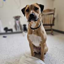 Thumbnail photo of Dixie #3