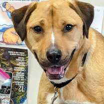 Thumbnail photo of Dixie #4