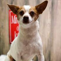 adopt-pet