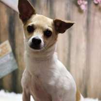 adopt-pet