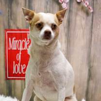 adopt-pet