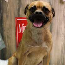 Thumbnail photo of Chopper #1