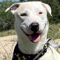 Thumbnail photo of Ares #1