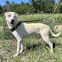 Thumbnail photo of Ares #2