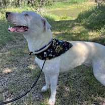 Thumbnail photo of Ares #3