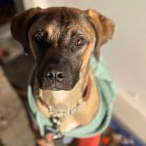 adopt-pet