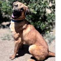 Thumbnail photo of Tiger #1