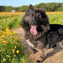 Thumbnail photo of Raven #2