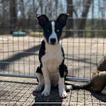 Thumbnail photo of Jersey-Devil #3