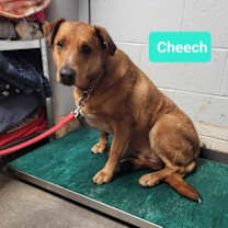 Thumbnail photo of Cheech-Sponsored #1