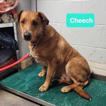 Thumbnail photo of Cheech-Sponsored #2