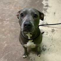 Thumbnail photo of Duchess #2