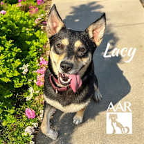 Thumbnail photo of Lacy #1