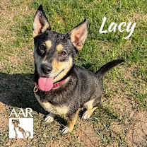 Thumbnail photo of Lacy #2