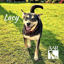 Thumbnail photo of Lacy #3