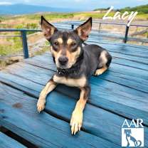 Thumbnail photo of Lacy #4