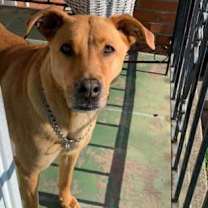 Thumbnail photo of Suicune #1