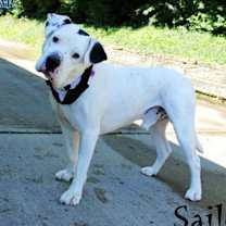 Thumbnail photo of Sailor #1