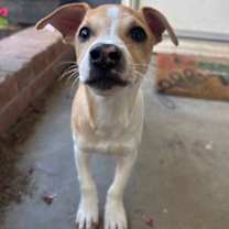 Thumbnail photo of Blaze #1