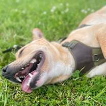 Thumbnail photo of Popcorn #3