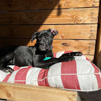 Thumbnail photo of Izzy #3