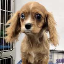 Thumbnail photo of Robin #1